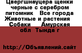 Цвергшнауцера щенки черные с серебром питомник - Все города Животные и растения » Собаки   . Амурская обл.,Тында г.